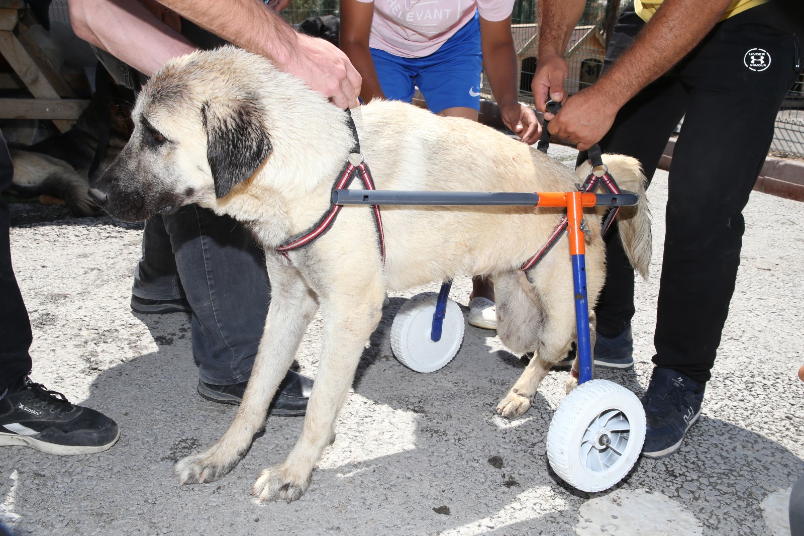 ​Gölbaşı Belediyesi’den engelli sokak hayvanlarına yaşam desteği…